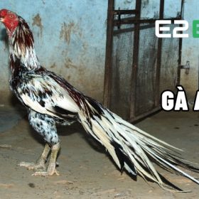 Gà Asil
