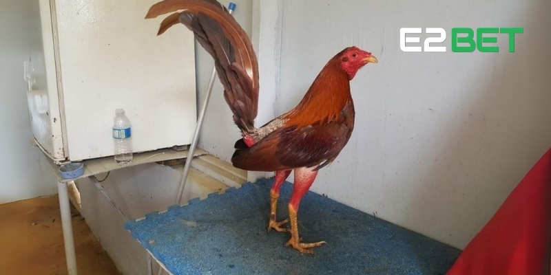 Gà Cuban – Siêu Chiến Kê Săn Đầu Hàng Đầu Trên Sân Đá Gà E2BET 2 Đặc điểm nhận dạng gà chọi Cuban