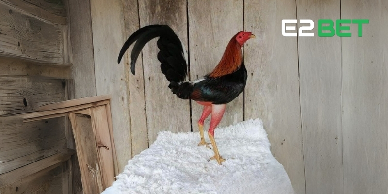 Gà Cuban – Siêu Chiến Kê Săn Đầu Hàng Đầu Trên Sân Đá Gà E2BET 3 Sự linh hoạt trong chiến đấu