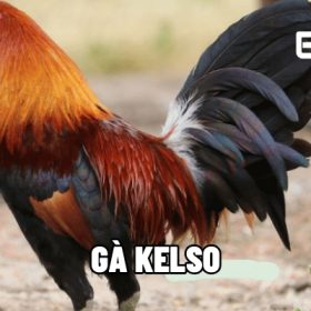 Gà Kelso