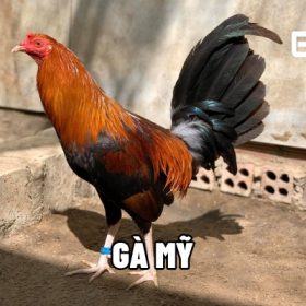gà Mỹ