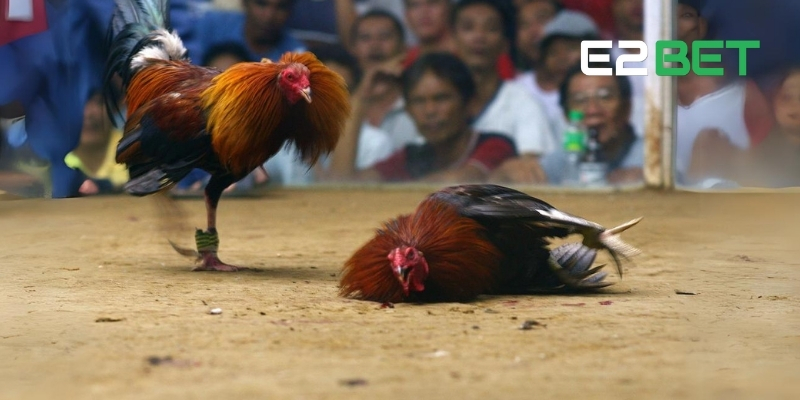 Live Đá Gà E2BET – Hồi Hộp Và Sống Động Từng Khoảnh Khắc 4 Kinh nghiệm cá cược live đá gà tại E2BET