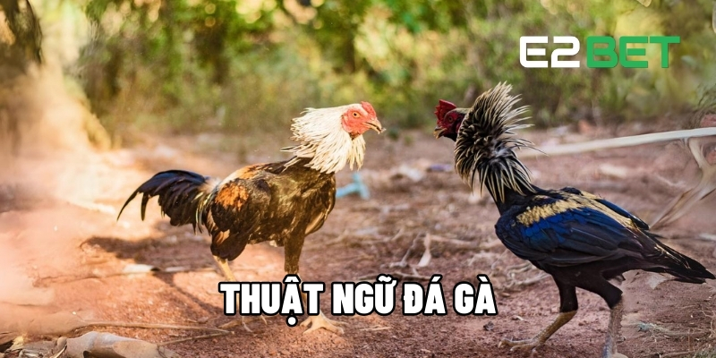 Nắm Rõ Thuật Ngữ Đá Gà Nâng Cao Kỹ Năng Cá Cược Tại E2BET 1 thuật ngữ đá gà