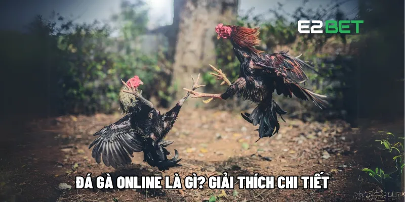 Đá Gà Online Là Gì? Tìm Hiểu 3 Cách Chơi Phổ Biến Nhất 2 Đá gà online là gì? Giải thích chi tiết