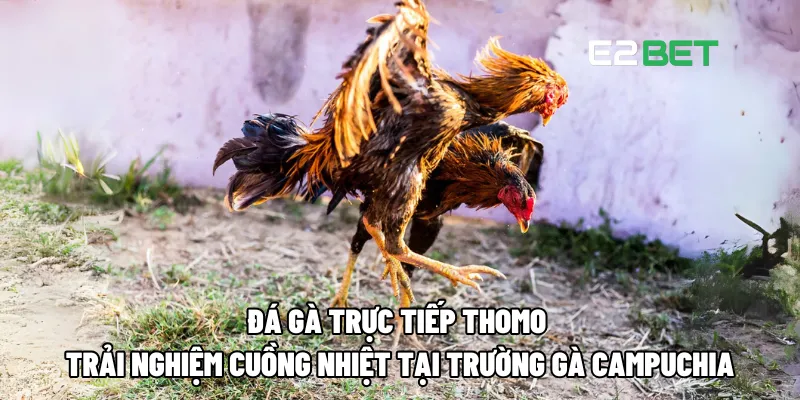 Đá Gà Trực Tiếp Thomo – Chọi Kê Trực Tuyến Hấp Dẫn Tại E2BET 2 Đá gà trực tiếp Thomo – Trải nghiệm cuồng nhiệt tại trường gà Campuchia