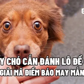 Mơ thấy chó cắn đánh lô đề con gì