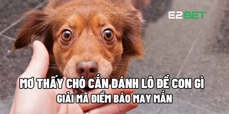 Mơ thấy chó cắn đánh lô đề con gì