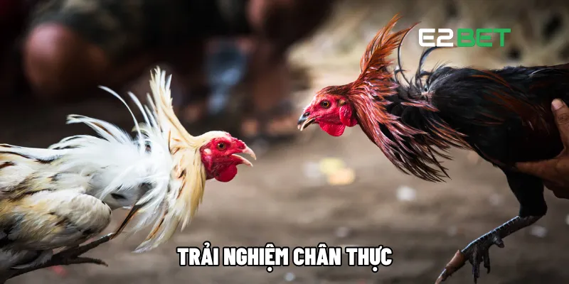 Đá Gà Trực Tiếp Thomo – Chọi Kê Trực Tuyến Hấp Dẫn Tại E2BET 3 Trải nghiệm chân thực